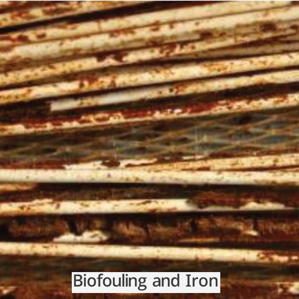 Biofouling-and-Iron